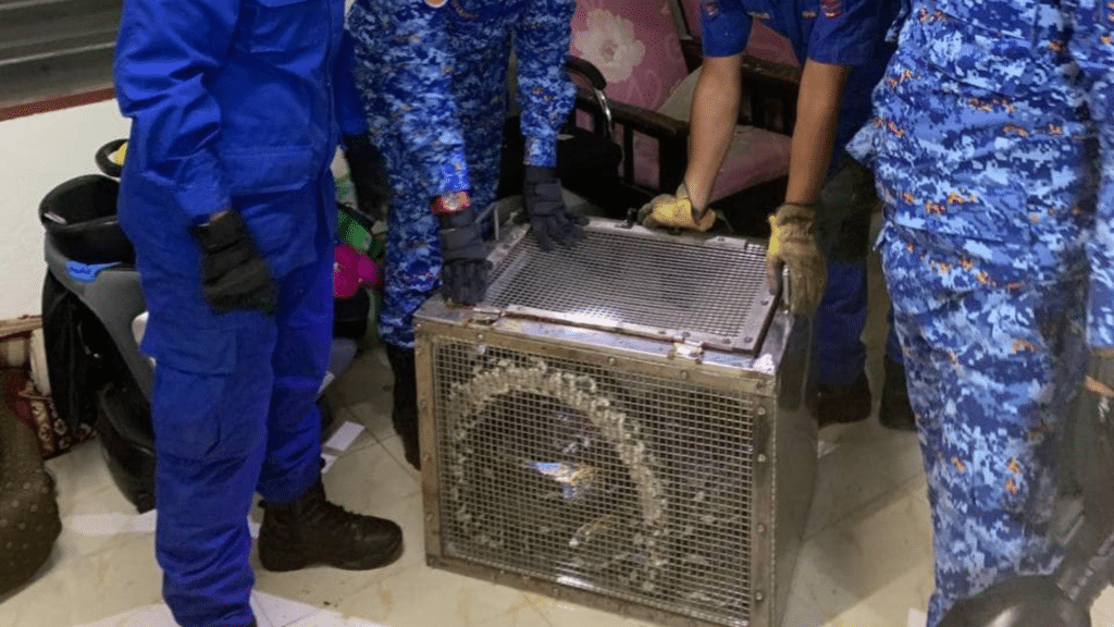 蟒蛇“霸占”天花板 一家7口被吓坏