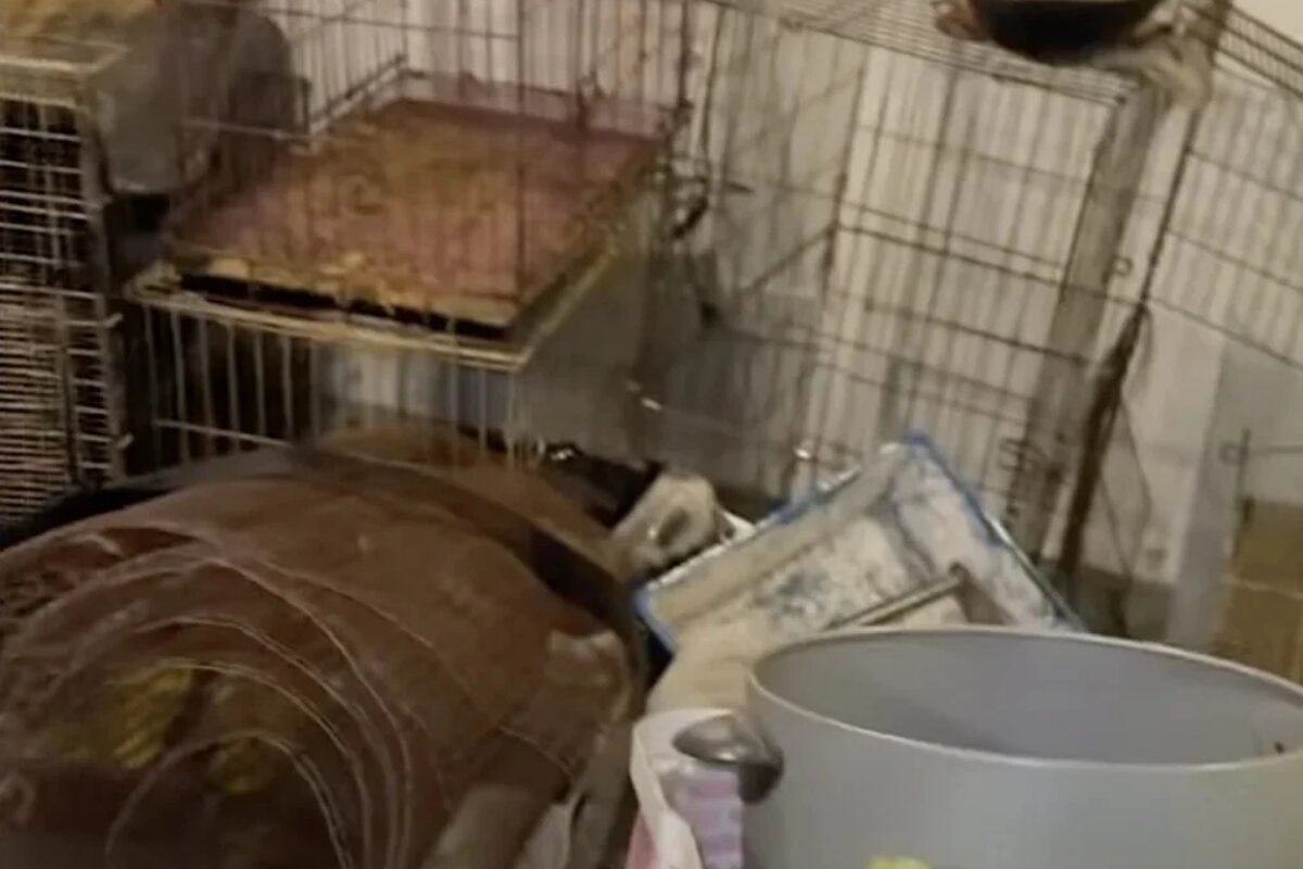 一猫一狗惨死铁笼 荒废诊所成死亡现场
