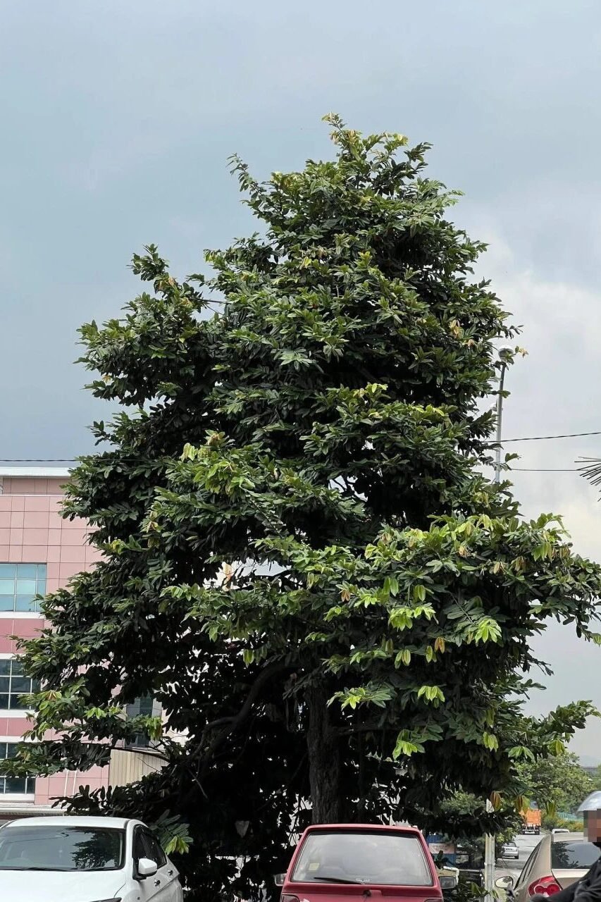 吉隆坡男子因经济困难树上居住